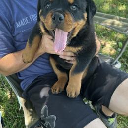 Rottweiler Puppies from Bella Bowe Champion Import Rottweilers