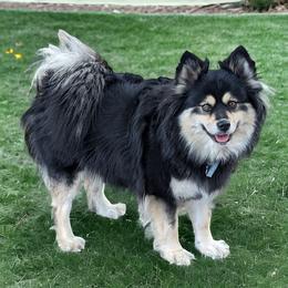Mya - Pomsky