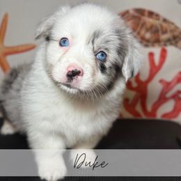 Kelvin Gemstone - Blue merle and white male American Corgi puppy in Greenwood, Indiana from Witch Creek Corgis