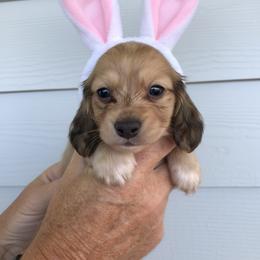 AKC Boy 3 - Black and tan male Dachshund puppy in Bolivar Peninsula, Texas from A and G Dachsunds