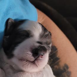Bernedoodle Puppies from Daisy's Doodles