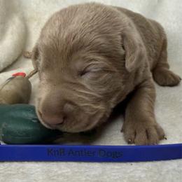 Bullet - Chocolate male Labrador Retriever puppy in Grants Pass, Oregon from KnR Antler Dogs