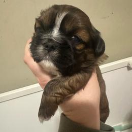 Boy 1 - Red and white male Shih Tzu puppy in Autryville, North Carolina from Carter Family Retrievers