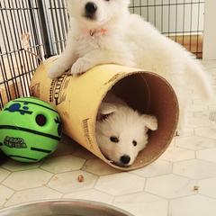 Berger Blanc Suisse Puppies from Absolute Dream White Swiss Shepherds