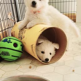 Berger Blanc Suisse Puppies from Absolute Dream White Swiss Shepherds