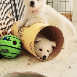 Berger Blanc Suisse Puppies from Absolute Dream White Swiss Shepherds