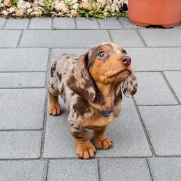 Kingston - Dapple male Dachshund puppy in Boston, Massachusetts from London’s puppies