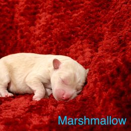 Labradoodle Puppies from Circle City Labradoodles