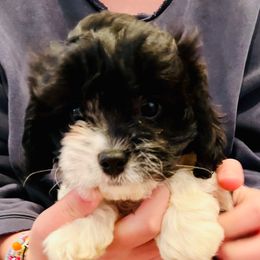 Baby F1 - Black and white male Cavapoo puppy in Garland, Kansas from 3W Ranch