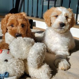 Goldendoodle Puppies from Music City Goldendoodles
