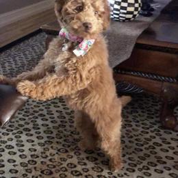 French Bulldog and Goldendoodle All Grown Up from French Valley Miniature Goldendoodles & French Bulldogs