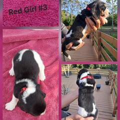 Girl 1 - female Basset Hound puppy in Bunnell, Florida from The Rocks Bassets