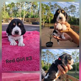 Girl 1 - female Basset Hound puppy in Bunnell, Florida from The Rocks Bassets
