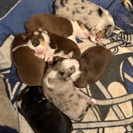Emberlyn - Red tri-color female Miniature American Shepherd puppy in Plant City, Florida from Osborne & Stormborn FL Kennels