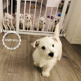 Shihpoo, Shih Tzu, and West Highland White Terrier Puppies from Westie Way & Polly Tzu Shih tzu and more