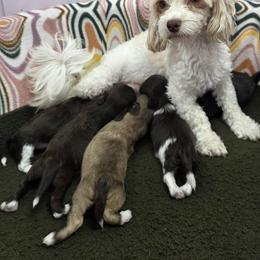 Havanese puppies from Locust Creek Shih Tzu & Havanese