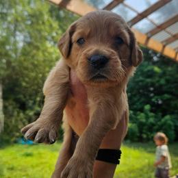 Asiago - Golden male Golden Retriever puppy in Dayton, Minnesota from Akoya Kennels