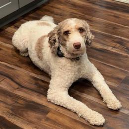 Jolene - Jojo - Brown and white female Bernedoodle puppy in Bowling Green, Ohio from Windy Creek Doodles