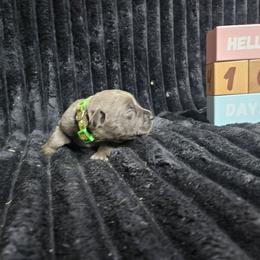Green collar - Gray brindle female Cane Corso puppy in Fritch, Texas from Carrie Brown's Cane Corsos