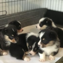 Pembroke Welsh Corgis from Woodstock Street Stables