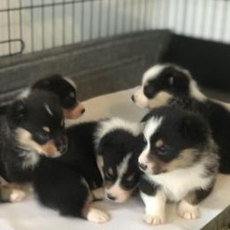 Pembroke Welsh Corgis from Woodstock Street Stables