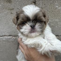 Blue Girl - Blue and white female Shih Tzu puppy in Spring, Texas from Precious Tzu Crew