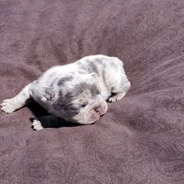 Boston Terrier and French Bulldog Puppies from Freedom Bostons