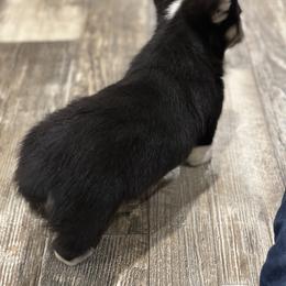 American Corgi and Pembroke Welsh Corgi Puppies from Wild West Corgis