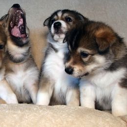 Tamaskan Puppies from Hawthorne Tamaskan