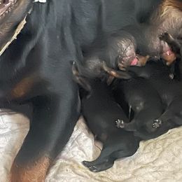 Rottweiler Puppies from KEVIN STAGNER