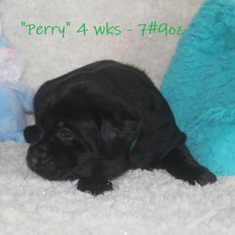 Dilute Retriever and Labrador Retriever Puppies from Rainy Lake Labrador Retrievers