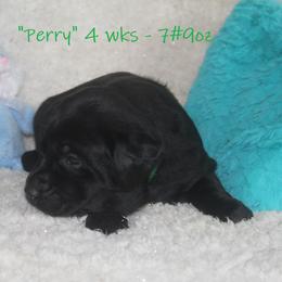 Dilute Retriever and Labrador Retriever Puppies from Rainy Lake Labrador Retrievers