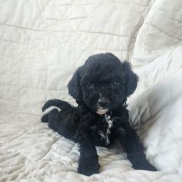 Isla - Black and white female Cockapoo puppy in Ellensburg, Washington from Dawn to Dusk Cockapoos