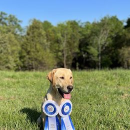Labrador Retrievers from On Point Labradors