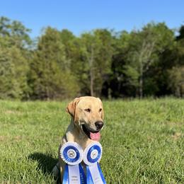 Labrador Retrievers from On Point Labradors