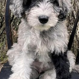 Aussiedoodles from LK Aussiedoodles