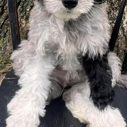 Aussiedoodles from LK Aussiedoodles