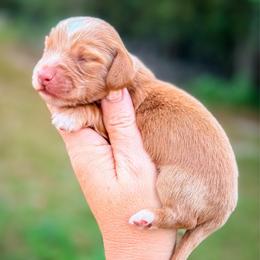 Michelangelo - Red male Dachshund puppy in Bremen, Georgia from Doodles & Doxies