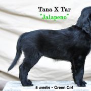 Flat-Coated Retriever Puppies from DesertFire Flat-Coated Retrievers