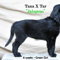 Flat-Coated Retriever Puppies from DesertFire Flat-Coated Retrievers