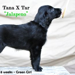 Flat-Coated Retriever Puppies from DesertFire Flat-Coated Retrievers