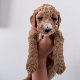 Orange - Red  female Goldendoodle puppy in Beaumont, California from Alaya Rae Doodles