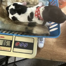 Apple - Piebald female Dachshund puppy in Salkum, Washington from Stonevalley Dachshunds