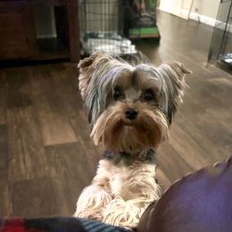 Reba - Yorkshire Terrier