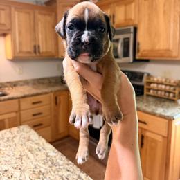 Whiskey - Fawn male Boxer puppy in Upper Sandusky, Ohio from Rock Run Homestead