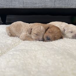 Goldendoodle Puppies from Mini Goldendoodles of New England
