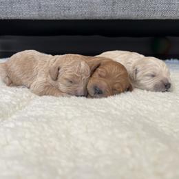 Goldendoodle Puppies from Mini Goldendoodles of New England