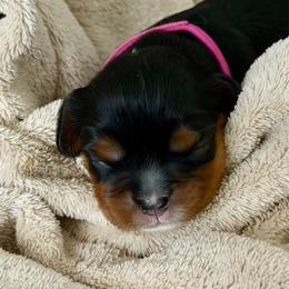 Princess Fiona - Black and tan female Cavalier King Charles Spaniel puppy in Corpus Christi, Texas from Kings Cross Cavaliers