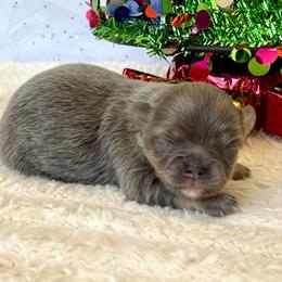 Holly - Blue fawn female Chihuahua puppy in Molino, Florida from Pensacola Chi Garden