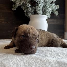 Ranger - Deadgrass male Chesapeake Bay Retriever puppy in Ulen, Minnesota from North Wind Gundogs